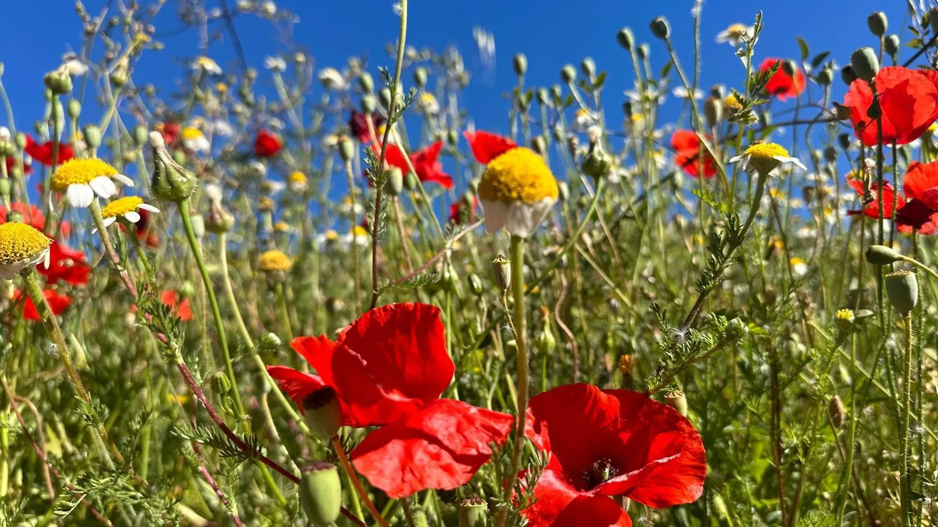 Cortijo Al-Andalus Villa Orgiva Holiday home